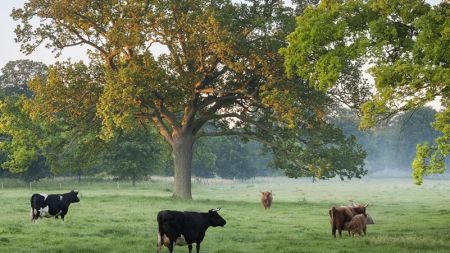 Green Recovery at Wimpole image