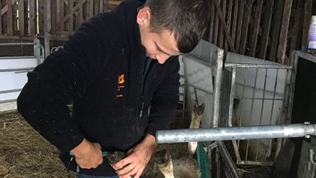 Ged: Farming apprentice on Stockperson level 2 image